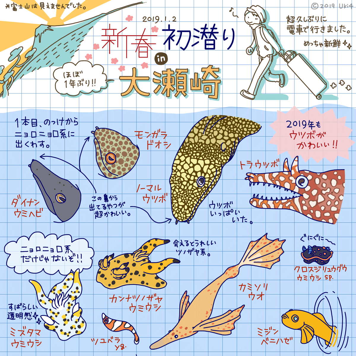 2019年1月・大瀬崎：スキューバダイビングログブック[1]…ダイナンウミヘビ・モンガラドオシ・ウツボ・トラウツボ・ミズタマウミウシ・カンナツノザヤウミウシ・クロスジリュウグウウミウシsp.・ツユベラyg.・カミソリウオ・ミジンベニハゼ