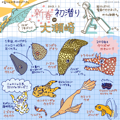 2019年1月・大瀬崎：スキューバダイビングログブック